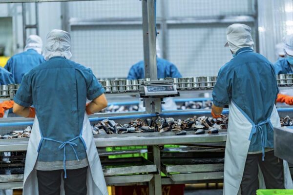 Workers processing fish on an industrial conveyor line in a modern food factory Focus on safety hygiene and efficiency in food manufacturing and packaging operations.